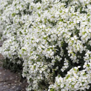 Arabis alpina Snowcap - Corbeille d'argent - vue d'ensemble