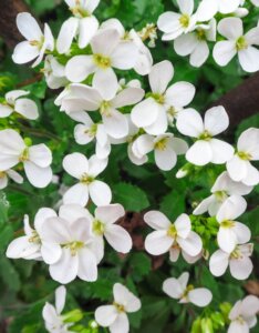 Arabis alpina Snowcap - Corbeille d'argent - Fleurs