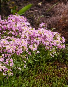 Arabis caucasica Pinkie - Arabette du Caucase - vue d'ensemble