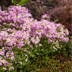 Arabis caucasica Pinkie - Arabette du Caucase - vue d'ensemble