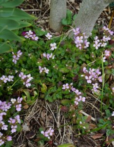 Arabis caucasica Pinkie - Arabette du Caucase - feuillage et fleurs