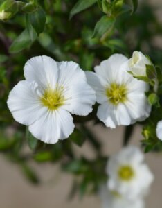 Arenaria montana - Sabline des montagnes - fleurs