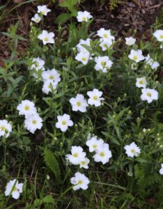 Arenaria montana - Sabline des montagnes - fleurs et feuillage
