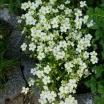 Arenaria montana - Sabline des montagnes - vue d'ensemble
