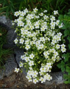 Arenaria montana - Sabline des montagnes - vue d'ensemble