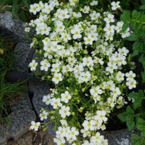 Arenaria montana - Sabline des montagnes - vue d'ensemble