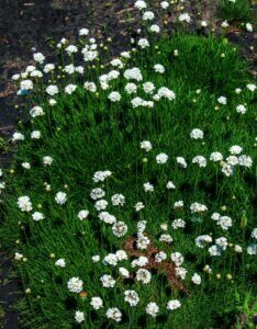 Armeria maritima Alba - Gazon d'Espagne - vue d'ensemble