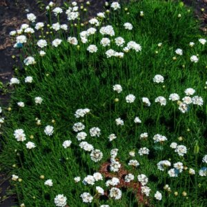 Armeria maritima Alba - Gazon d'Espagne - vue d'ensemble