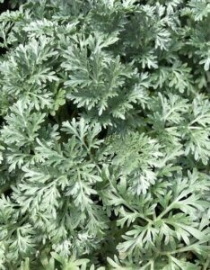 Artemisia Powis Castle - Armoise arborescente - feuillage