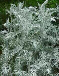 Artemisia Powis Castle - Armoise arborescente - vue d'ensemble