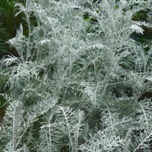 Artemisia Powis Castle - Armoise arborescente - vue d'ensemble