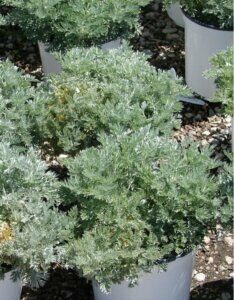 Artemisia Powis Castle - Armoise arborescente - en pot