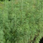 Artemisia abrotanum - Armoise citronnelle - vue d'ensemble