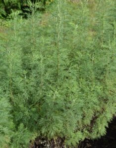Artemisia abrotanum - Armoise citronnelle - vue d'ensemble