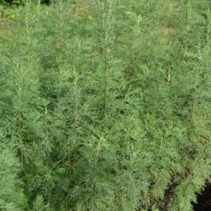 Artemisia abrotanum - Armoise citronnelle - vue d'ensemble