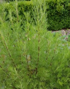 Artemisia abrotanum - Armoise citronnelle - vue d'ensemble