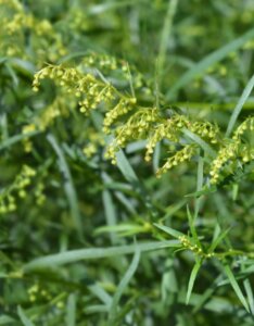Artemisia dracunculus - Armoise âcre - fructification