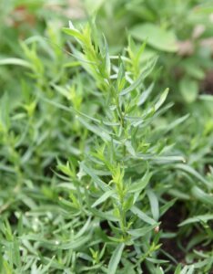 Artemisia dracunculus - Armoise âcre - jeunes pousses