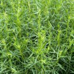 Artemisia dracunculus - Armoise âcre - vue d'ensemble