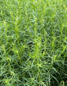 Artemisia dracunculus - Armoise âcre - vue d'ensemble