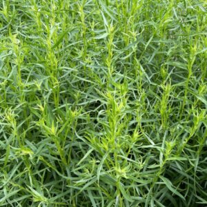 Artemisia dracunculus - Armoise âcre - vue d'ensemble