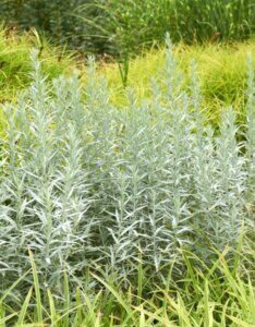 Artemisia ludoviciana Silver Queen - Armoise - vue d'ensemble