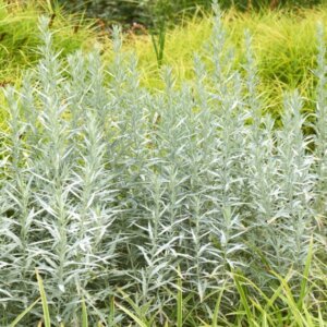 Artemisia ludoviciana Silver Queen - Armoise - vue d'ensemble