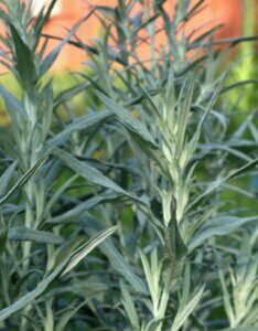Artemisia ludoviciana Silver Queen - Armoise - feuillage