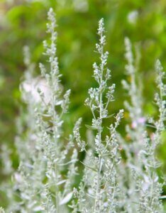 Artemisia ludoviciana Silver Queen - Armoise - inflorescences