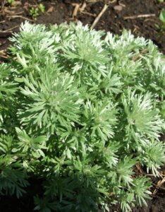 Artemisia schmidtiana Nana - Armoise de Schmidt - vue d'ensemble