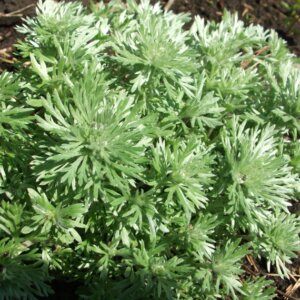 Artemisia schmidtiana Nana - Armoise de Schmidt - vue d'ensemble