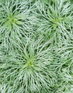 Artemisia schmidtiana Nana - Armoise de Schmidt - feuillage