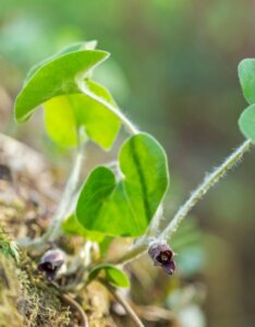 Asarum europaeum - Asaret d'Europe - fleurs
