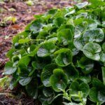 Asarum europaeum - Asaret d'Europe - vue d'ensemble