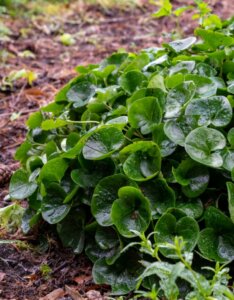 Asarum europaeum - Asaret d'Europe - vue d'ensemble