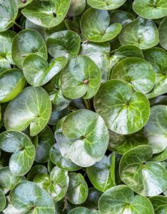 Asarum europaeum - Asaret d'Europe - feuillage