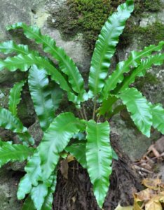Asplenium scolopendrium - Fougère scolopendre - vue d'ensemble