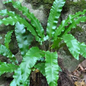 Asplenium scolopendrium - Fougère scolopendre - vue d'ensemble