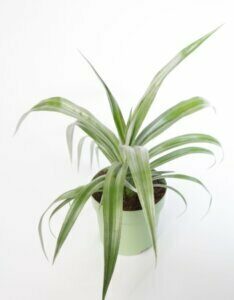 Astelia nervosa Silver Shadow - Astélia de l'île Chatham - en pot