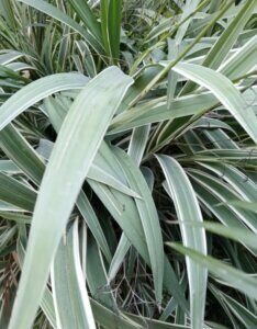 Astelia nervosa Silver Shadow - Astélia de l'île Chatham - vue d'ensemble
