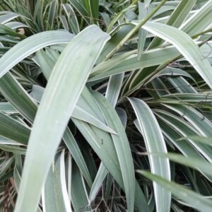 Astelia nervosa Silver Shadow - Astélia de l'île Chatham - vue d'ensemble