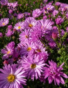 Aster Herbstgruss Vom Bresserhof - Aster dumosus - vue d'ensemble