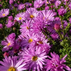 Aster Herbstgruss Vom Bresserhof - Aster dumosus - vue d'ensemble