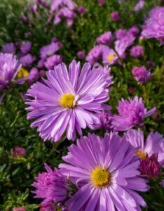 Aster Herbstgruss Vom Bresserhof - Aster dumosus - fleur
