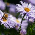 Aster ageratoides Asran - Aster à fleur d'agérate - fleurs