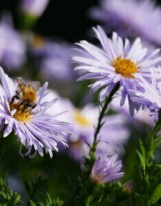 Aster ageratoides Asran - Aster à fleur d'agérate - fleurs