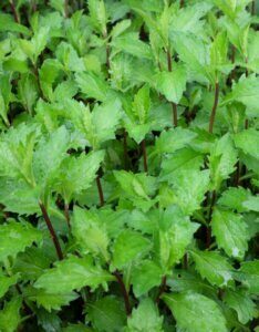 Aster ageratoides Asran - Aster à fleur d'agérate - feuillage