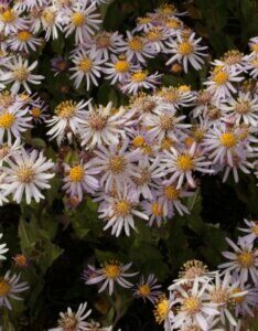 Aster ageratoides Asran - Aster à fleur d'agérate - fin de floraison