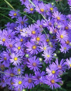 Aster amellus Rudolf Goethe - Œil du Christ - fleurs