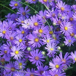 Aster amellus Rudolf Goethe - Œil du Christ - fleurs